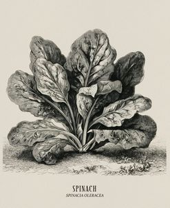 Vintage vegetables – Spinach