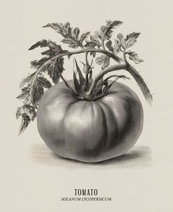 Vintage vegetables – Tomato