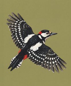 Great Spotted Woodpecker In Mid-Flight