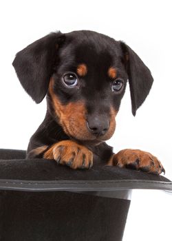 Andrea Mascitti Puppies