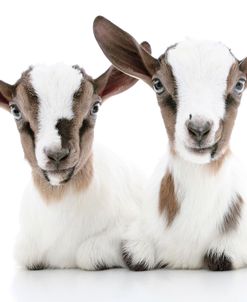 Goats 002