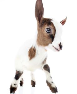 Goats 004