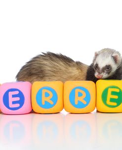 Ferrets 001