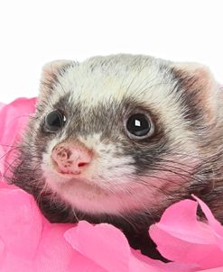 Ferrets 002