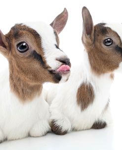Goats 001