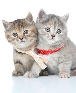 Kittens 015