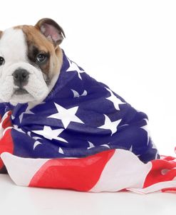 Puppies 032