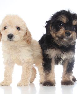 Puppies 069