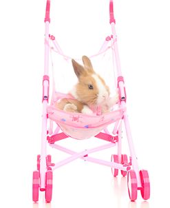 Rabbits 009