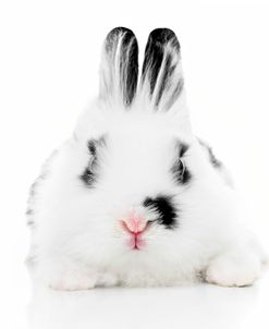 Rabbits 012