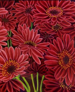 Gerbera Ruby