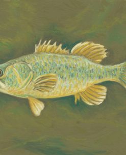 Fish 1