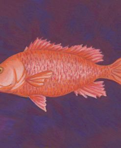 Fish Red Snapper
