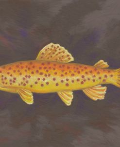 Fish Spotted Trout