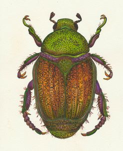 Japanese Beetle