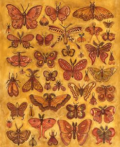 Butterfly Chart