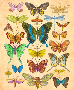 Butterflies n Bugs