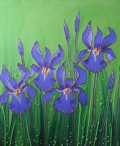 Purple Iris