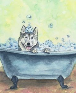 Husky in a Bathtub