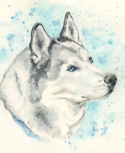 Starry-Eyed Husky