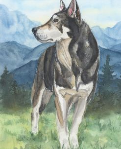 Husky In The Mountains