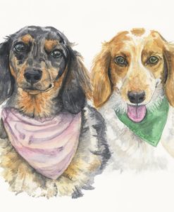 Two Happy Daschunds