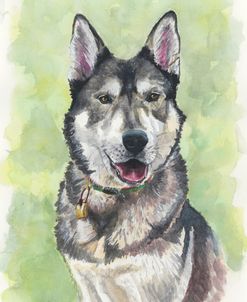 Leonardo The Husky