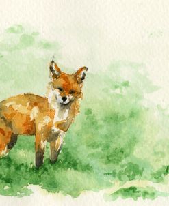 Curious Fox – Floodwall