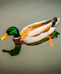 Duck on Mirrorlike Lake
