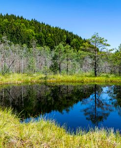 Reflection of Pine Trees in the Lake 01