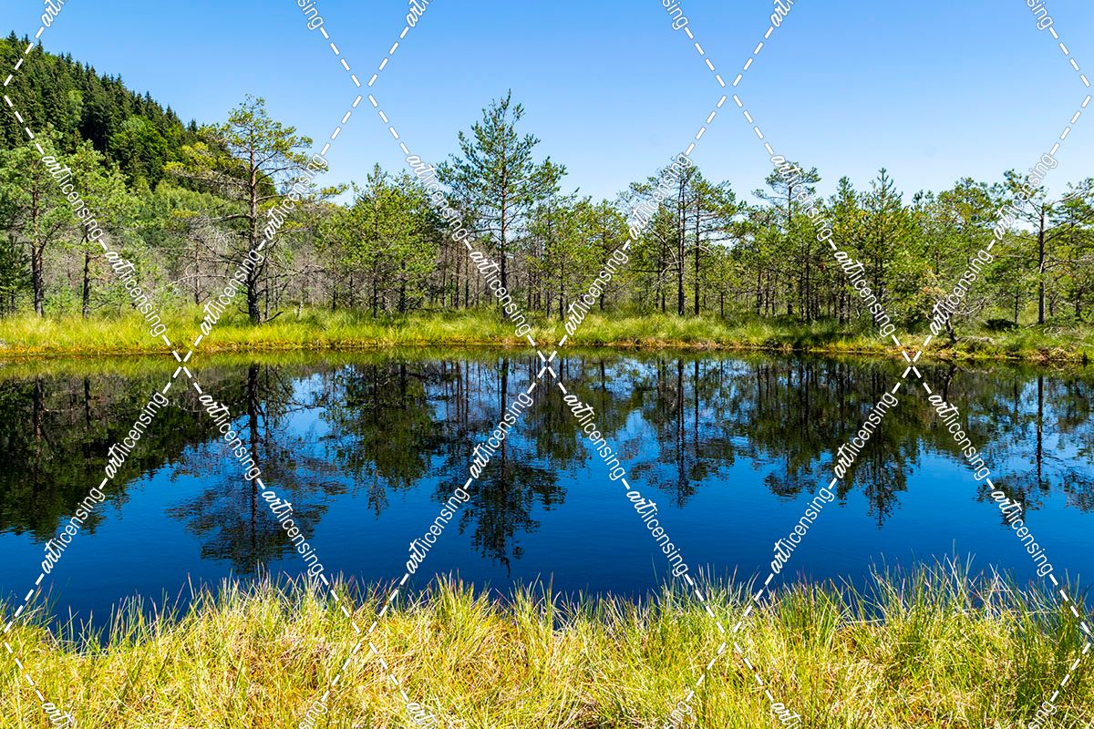 Reflection of Pine Trees in the Lake 02