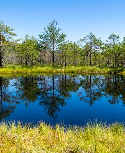 Reflection of Pine Trees in the Lake 02