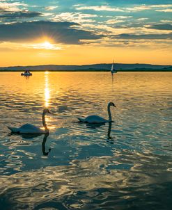 Swans in Sunset