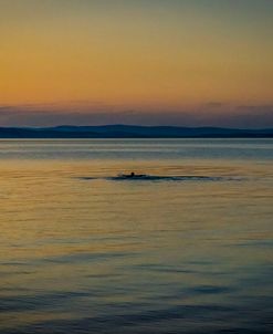 Swim in Golden Lake