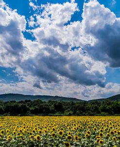 Sunflower Field