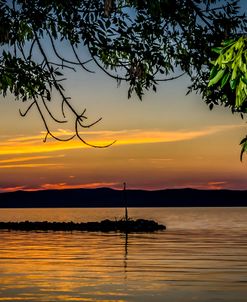 Sunset through Foliage