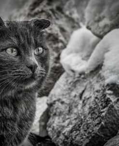 Cat and the Snow