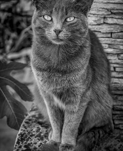 Cat Sitting on Rock