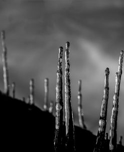 Icicles 02