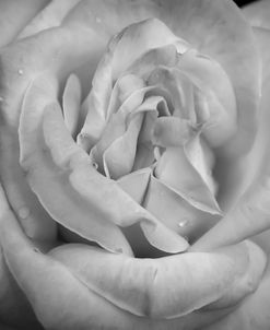 Monochrome Flower 03