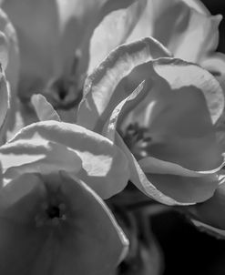 Monochrome Flower 05