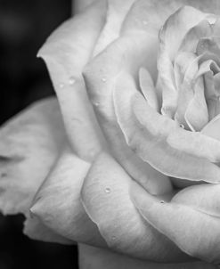 Monochrome Flower 26