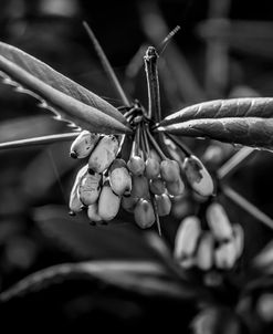 Monochrome Flower 55