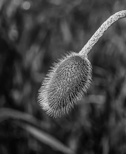 Monochrome Flower 57