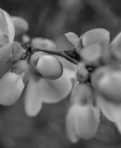 Monochrome Flower 66