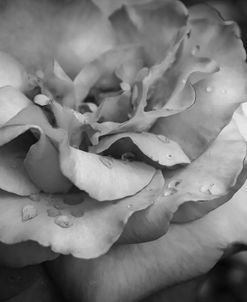 Monochrome Flower 67