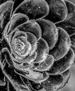 Monochrome Flower 27