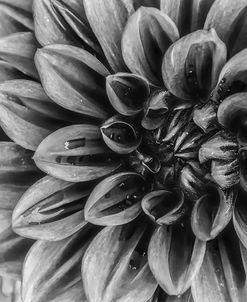 Monochrome Flower 70