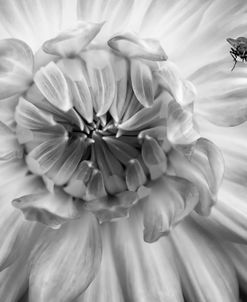 Monochrome Flower 78