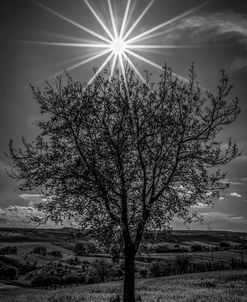 Rays of Sun over Foliage